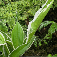 Hosta 'Painted Lady'
